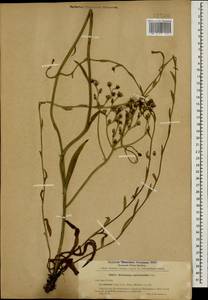Pilosella auriculoides (Láng) Arv.-Touv., Caucasus, Stavropol Krai, Karachay-Cherkessia & Kabardino-Balkaria (K1b) (Russia)
