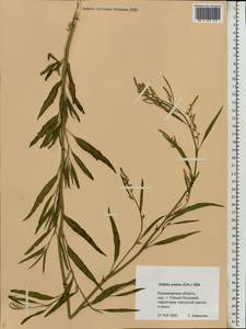 Atriplex patens (Litv.) Iljin, Eastern Europe, Central region (E4) (Russia)