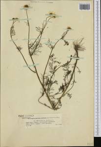 Tripleurospermum inodorum (L.) Sch.-Bip, Western Europe (EUR) (Poland)