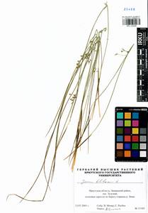 Juncus filiformis L., Siberia, Baikal & Transbaikal region (S4) (Russia)