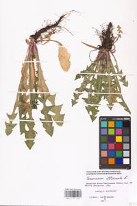 Taraxacum officinale Weber ex Wiggins, Eastern Europe, Moscow region (E4a) (Russia)