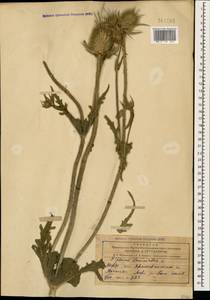 Dipsacus laciniatus L., Caucasus, Azerbaijan (K6) (Azerbaijan)