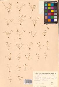Draba verna L., Eastern Europe, South Ukrainian region (E12) (Ukraine)