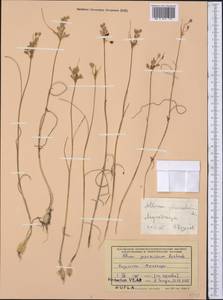 Allium praescissum Rchb., Middle Asia, Caspian Ustyurt & Northern Aralia (M8) (Kazakhstan)