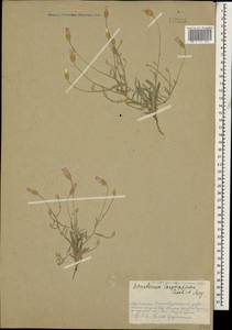 Xeranthemum longepapposum Fisch. & C. A. Mey., Caucasus, Armenia (K5) (Armenia)