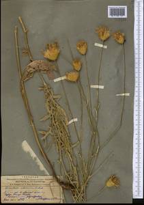 Klasea sogdiana (Bunge) L. Martins, Middle Asia, Syr-Darian deserts & Kyzylkum (M7) (Uzbekistan)