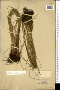 Scirpoides holoschoenus (L.) Soják, Caucasus, Krasnodar Krai & Adygea (K1a) (Russia)