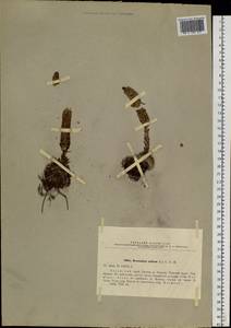 Orostachys spinosa (L.) Mey. ex A. Berger, Siberia, Altai & Sayany Mountains (S2) (Russia)