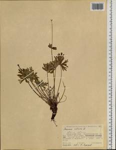 Anemonastrum narcissiflorum subsp. crinitum (Juz.) Raus, Siberia, Russian Far East (S6) (Russia)