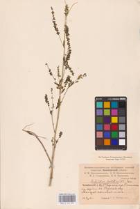 Melilotus dentatus (Waldst. & Kit.) Desf., Eastern Europe, Eastern region (E10) (Russia)