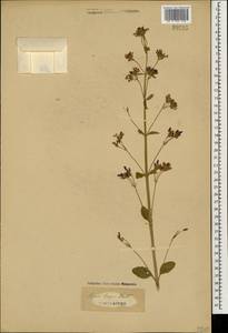 Nepeta meyeri Benth., Caucasus (no precise locality) (K0)