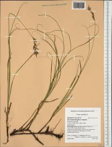 Carex arenaria L., Western Europe (EUR) (United Kingdom)