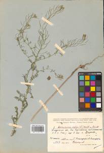 Descurainia sophia (L.) Webb ex Prantl, Siberia, Russian Far East (S6) (Russia)