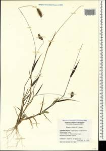 Setaria viridis (L.) P.Beauv., Crimea (KRYM) (Russia)