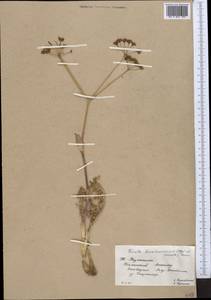 Ferula karataviensis (Regel & Schmalh.) Korovin, Middle Asia, Western Tian Shan & Karatau (M3) (Kazakhstan)