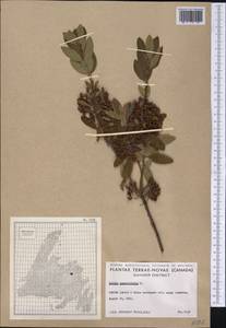Kalmia angustifolia L., America (AMER) (Canada)