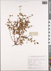 Persicaria capitata (Buch.-Ham. ex D. Don) H. Gross, South Asia, South Asia (Asia outside ex-Soviet states and Mongolia) (ASIA) (Vietnam)