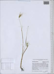 Hordeum murinum subsp. glaucum (Steud.) Tzvelev, Eastern Europe, Northern region (E1) (Russia)