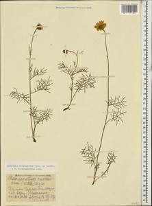 Tanacetum tricholobum (Sosn. ex Manden.) Chandjian, Caucasus, Stavropol Krai, Karachay-Cherkessia & Kabardino-Balkaria (K1b) (Russia)