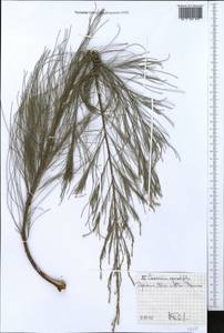 Casuarina equisetifolia L., Africa (AFR) (Ethiopia)