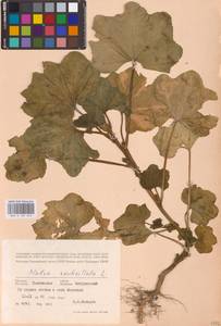 Malva verticillata L., Eastern Europe, Central forest-and-steppe region (E6) (Russia)