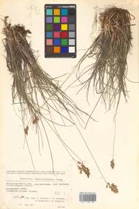 Anthoxanthum monticola (Bigelow) Veldkamp, Siberia, Chukotka & Kamchatka (S7) (Russia)