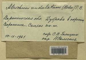 Atrichum undulatum (Hedw.) P. Beauv., Bryophytes, Bryophytes - Central forest-and-steppe region (B10) (Russia)