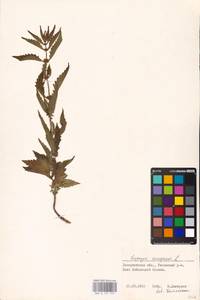 MHA 0 157 779, Lycopus europaeus L., Eastern Europe, West Ukrainian region (E13) (Ukraine)