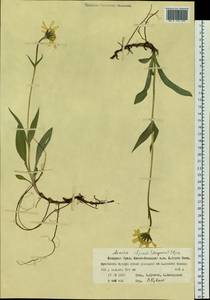 Arnica angustifolia subsp. iljinii (Maguire) I. K. Ferguson, Siberia, Western Siberia (S1) (Russia)