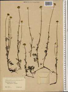 Tripleurospermum caucasicum (Willd.) Hayek, Caucasus, Black Sea Shore (from Novorossiysk to Adler) (K3) (Russia)
