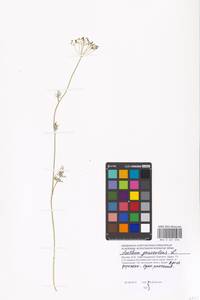 Anethum graveolens L., Eastern Europe, Moscow region (E4a) (Russia)
