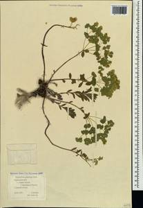 Euphorbia glareosa Pall. ex M.Bieb., Crimea (KRYM) (Russia)