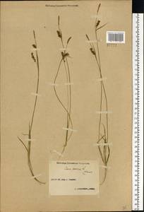 Carex panicea L., Eastern Europe, Volga-Kama region (E7) (Russia)