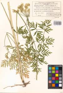 Silphiodaucus prutenicus subsp. prutenicus, Eastern Europe, Moscow region (E4a) (Russia)