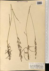 Bromus pumpellianus Scribn., Mongolia (MONG) (Mongolia)