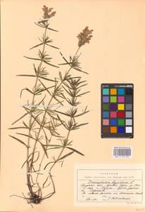 MHA 0 155 893, Dracocephalum ruyschiana L., Eastern Europe, Central region (E4) (Russia)