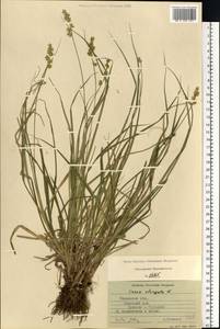 Carex elongata L., Eastern Europe, Central region (E4) (Russia)