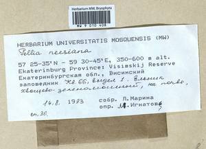 Pellia neesiana (Gottsche) Limpr., Bryophytes, Bryophytes - Permsky Krai, Udmurt Republic, Sverdlovsk & Kirov Oblasts (B8) (Russia)