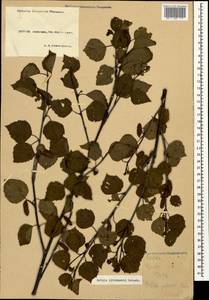 Betula pubescens var. litwinowii (Doluch.) Ashburner & McAll., Caucasus, Krasnodar Krai & Adygea (K1a) (Russia)
