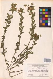 Chamaecytisus albus (Hacq.) Rothm., Eastern Europe, South Ukrainian region (E12) (Ukraine)