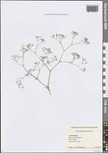Gypsophila paniculata L., Caucasus, Azerbaijan (K6) (Azerbaijan)