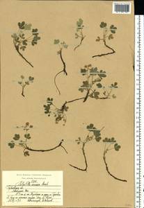 Potentilla cinerea subsp. incana (G.Gaertn., B.Mey. & Scherb.) Asch., Eastern Europe, Volga-Kama region (E7) (Russia)