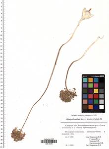 Allium delicatulum Siev. ex Schult. & Schult.f., Eastern Europe, Middle Volga region (E8) (Russia)
