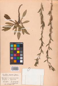 Oenothera villosa Thunb., Eastern Europe, Western region (E3) (Russia)
