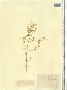 Lepidium latifolium L., Eastern Europe, Central forest-and-steppe region (E6) (Russia)