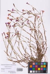 Dianthus deltoides L., Eastern Europe, Western region (E3) (Russia)