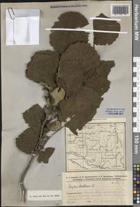 Corylus avellana L., Eastern Europe, Eastern region (E10) (Russia)