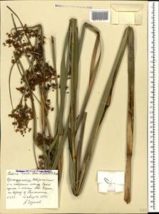 Cladium mariscus subsp. mariscus, Caucasus, Black Sea Shore (from Novorossiysk to Adler) (K3) (Russia)