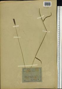 Hordeum brevisubulatum (Trin.) Link, Siberia, Baikal & Transbaikal region (S4) (Russia)