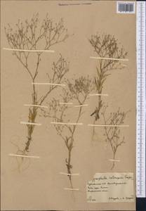 Gypsophila heteropoda Freyn & Sint., Middle Asia, Karakum (M6) (Turkmenistan)